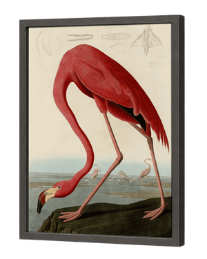 American Flamingo
