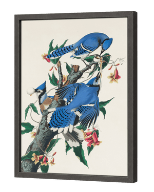 Blue Jay