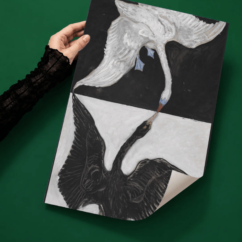 The Swan