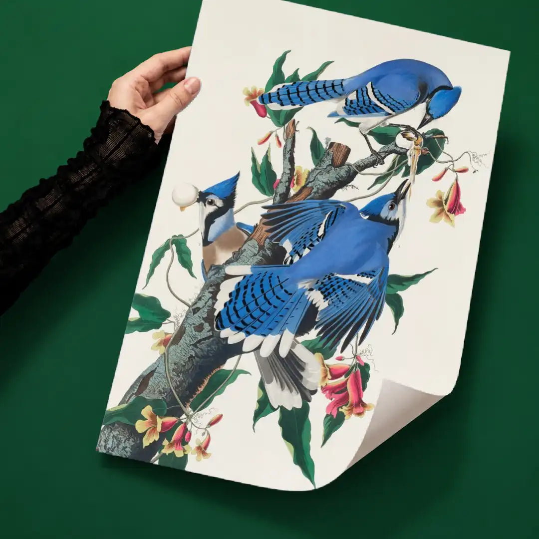 Blue Jay