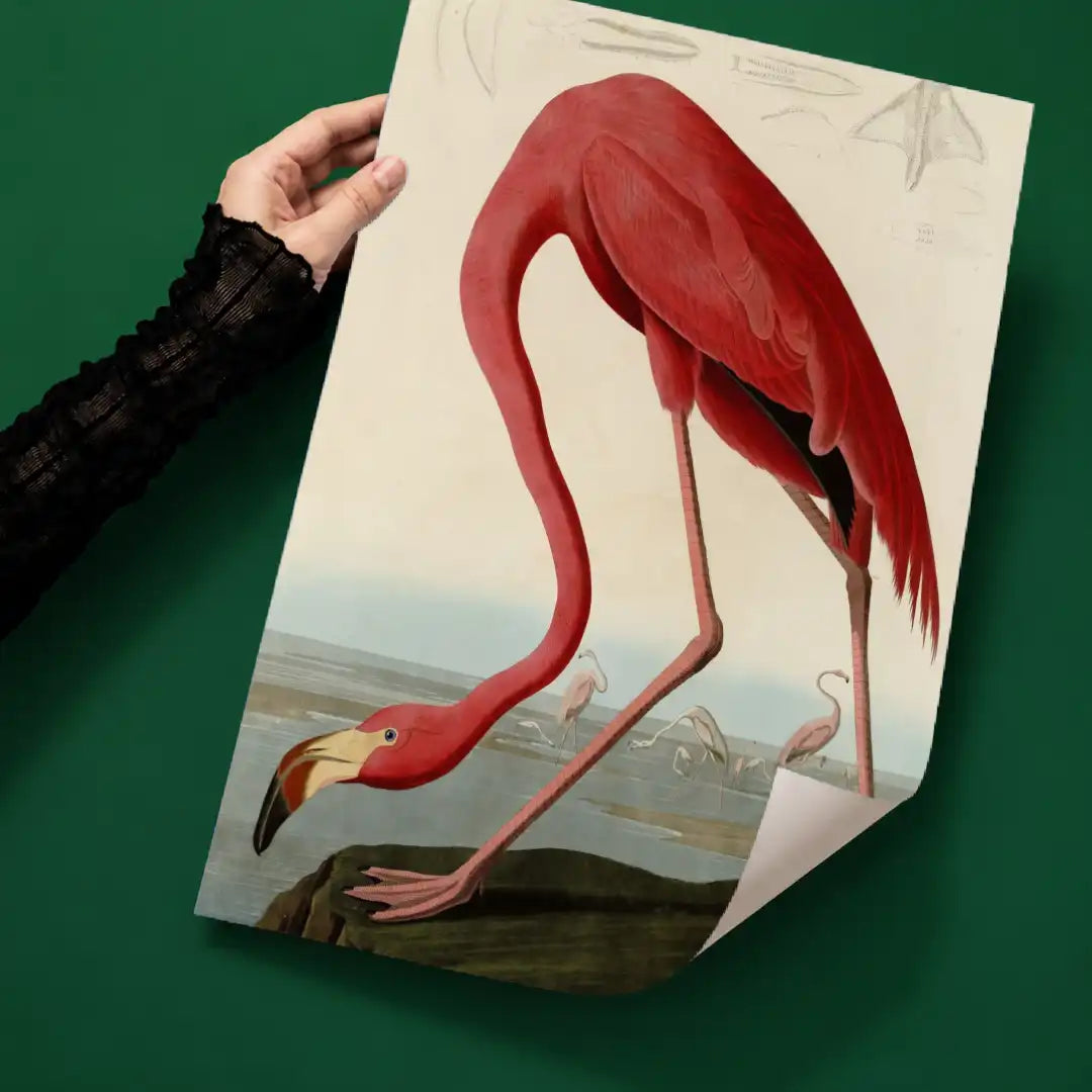 American Flamingo