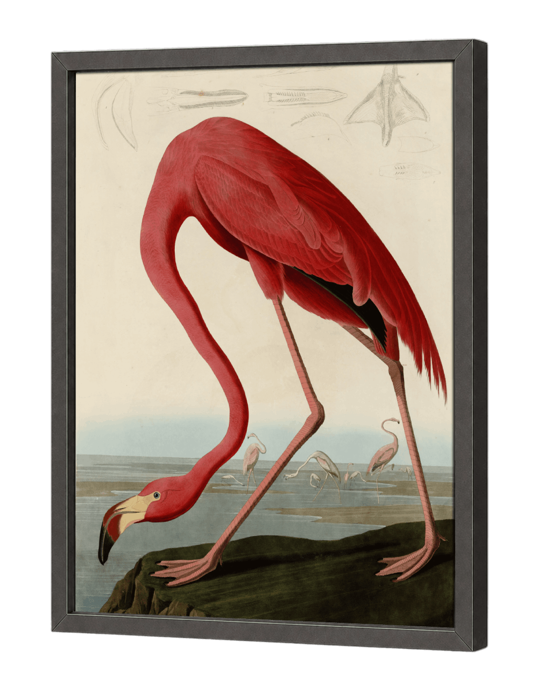 American Flamingo