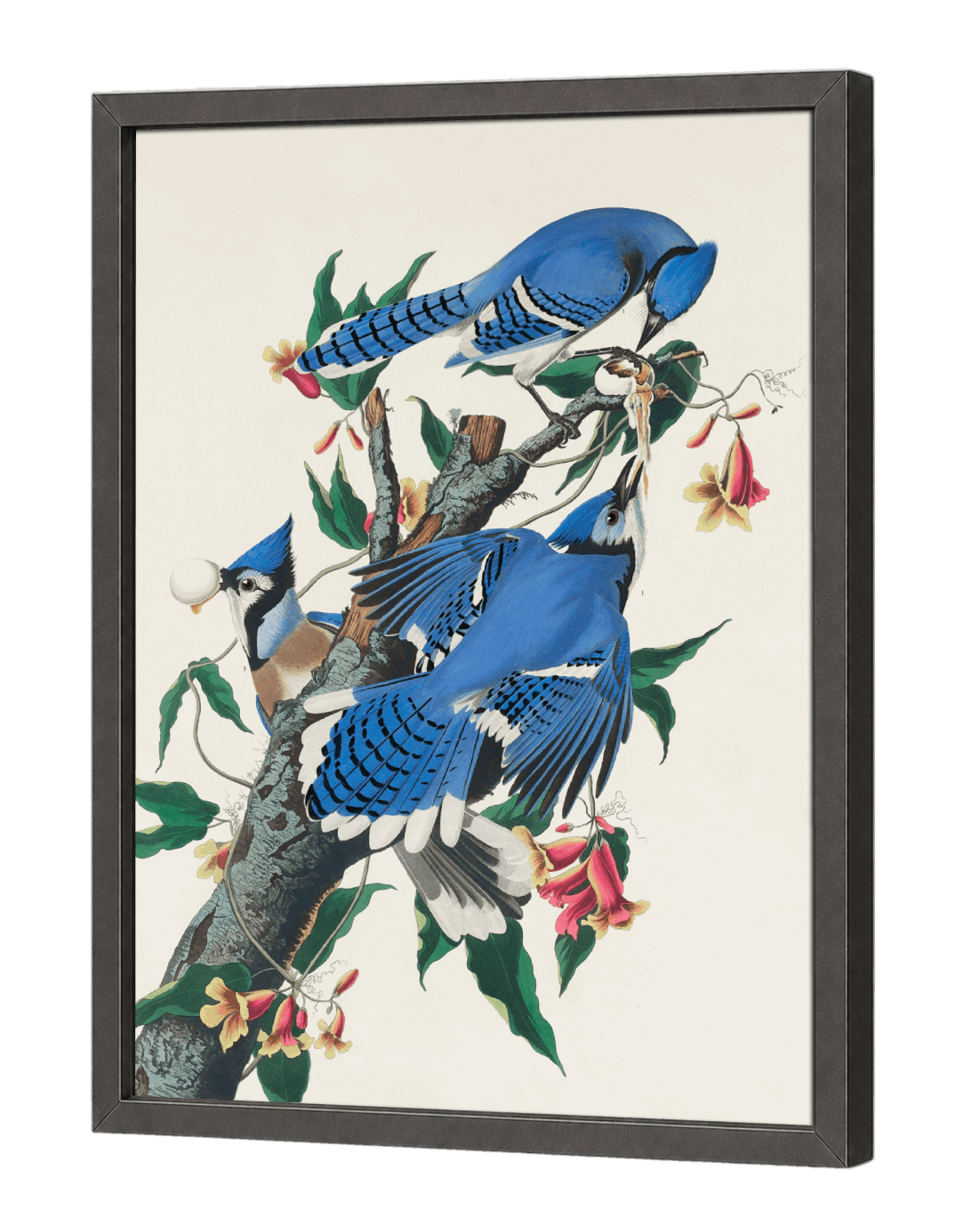 Blue Jay