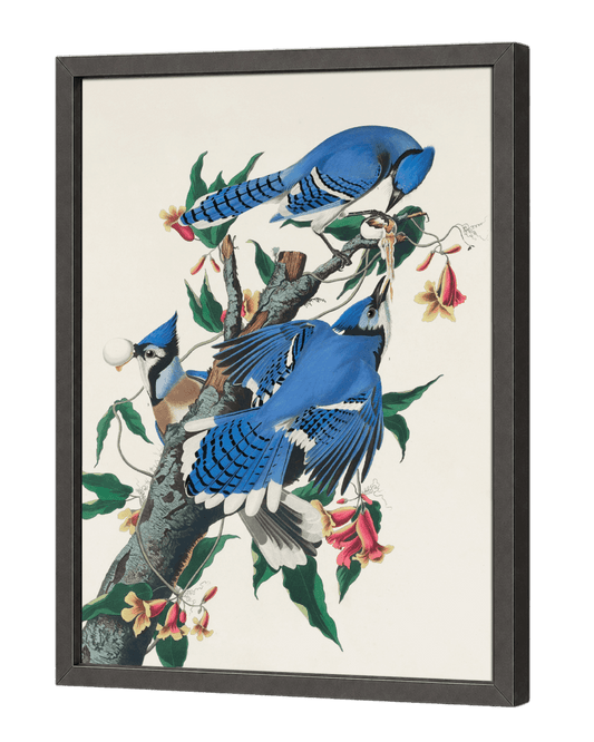 Blue Jay