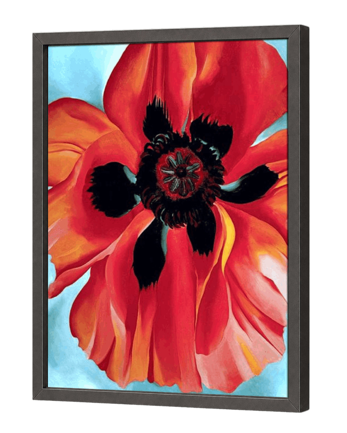 Red Poppy