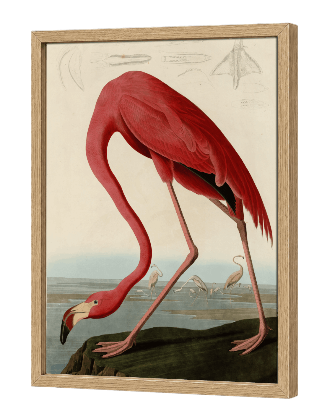 American Flamingo