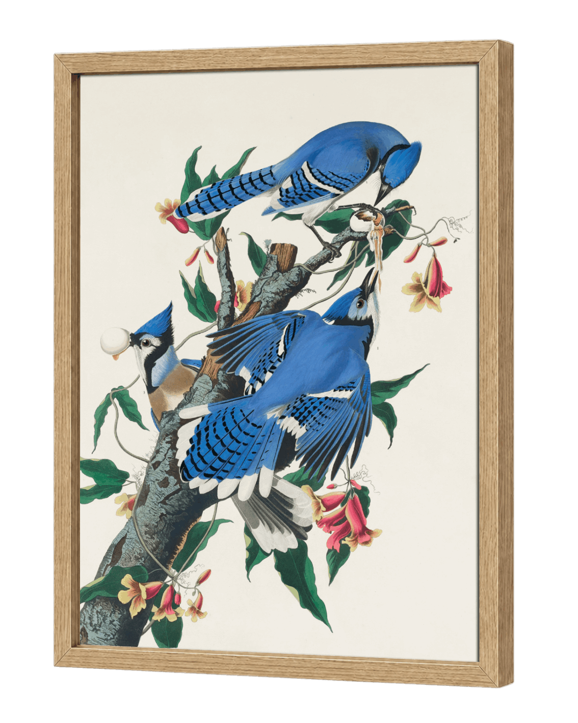 Blue Jay