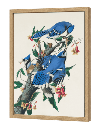 Blue Jay
