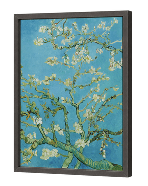 ALMOND BLOSSOM