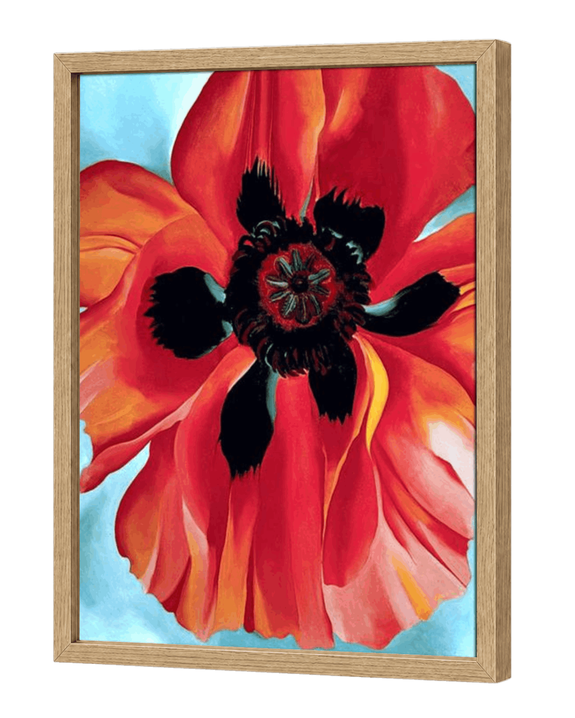 Red Poppy