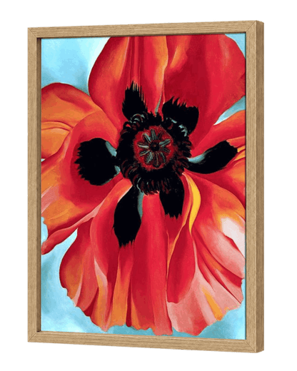 Red Poppy