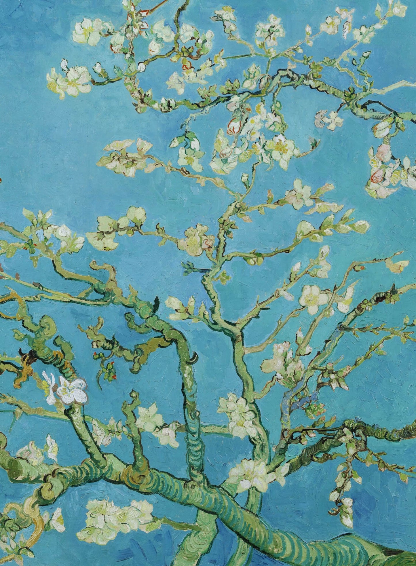 ALMOND BLOSSOM